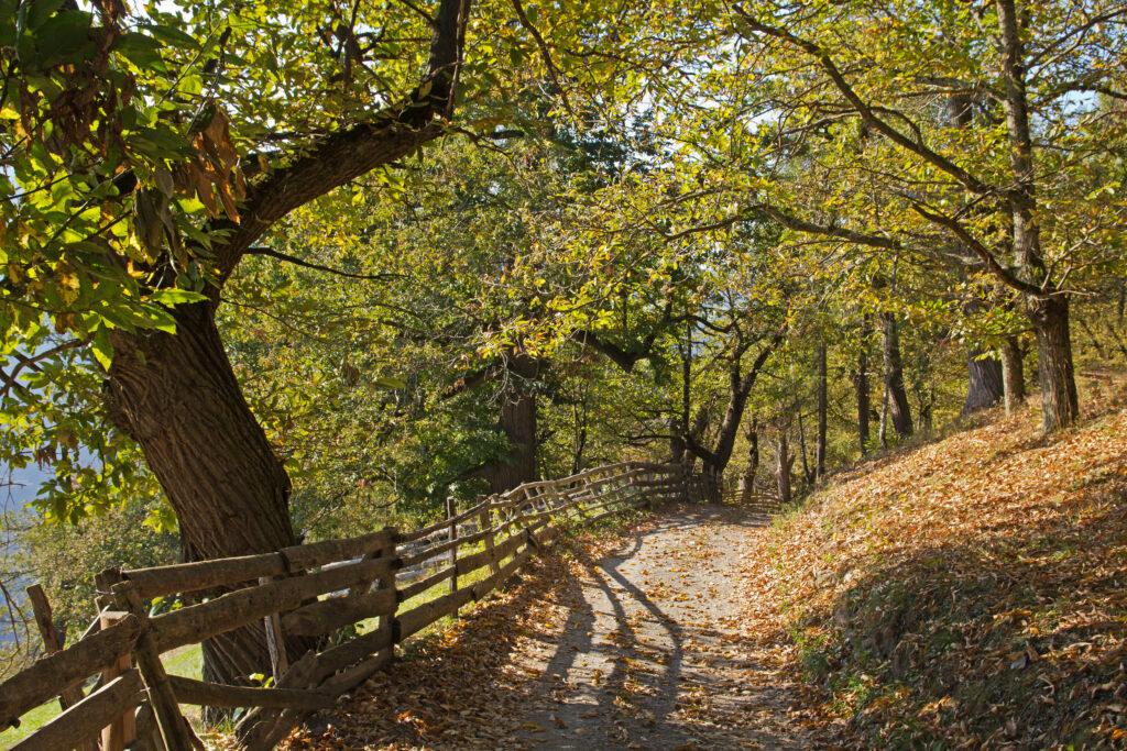View of a part of the South Tyrolean Keschtnweg in autumn