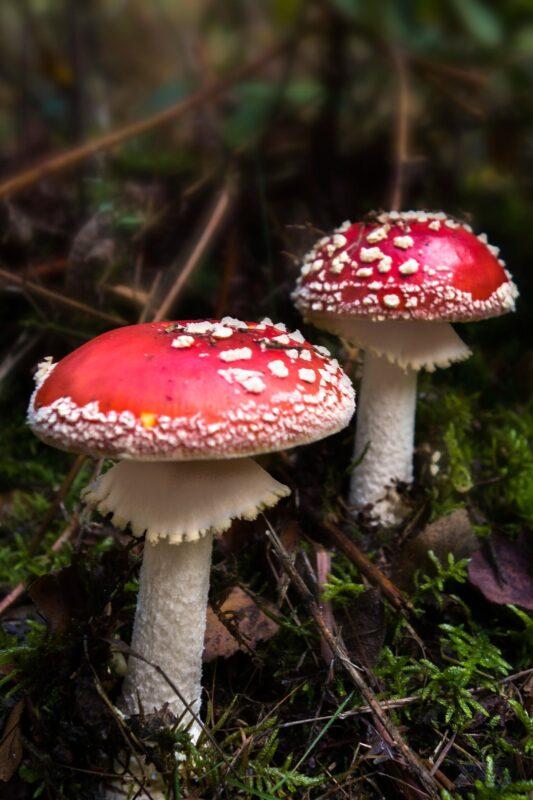 Toadstools in the Black Forest
