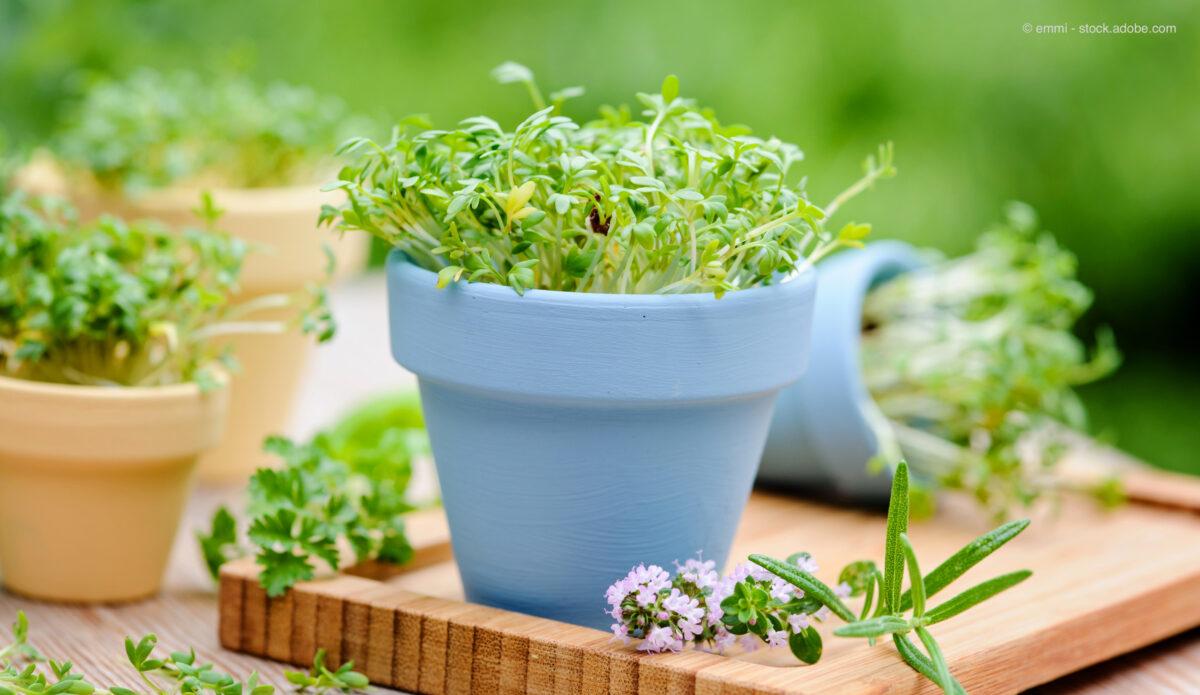 Microgreens for your kitchen