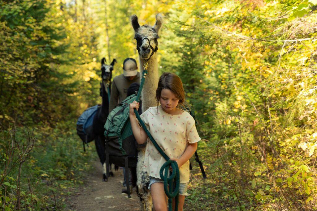 A girl is leading a llama on a hike through the woods