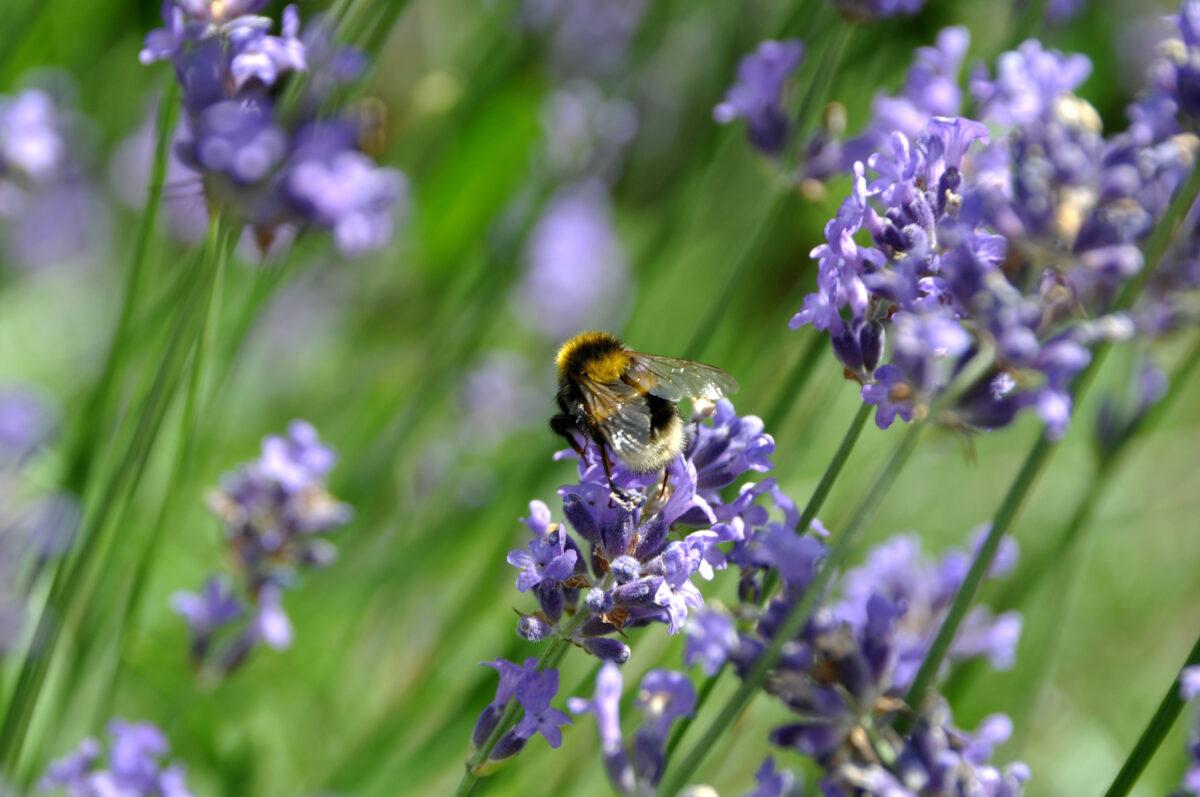 Bee-friendly Plants for your Balcony or Patio