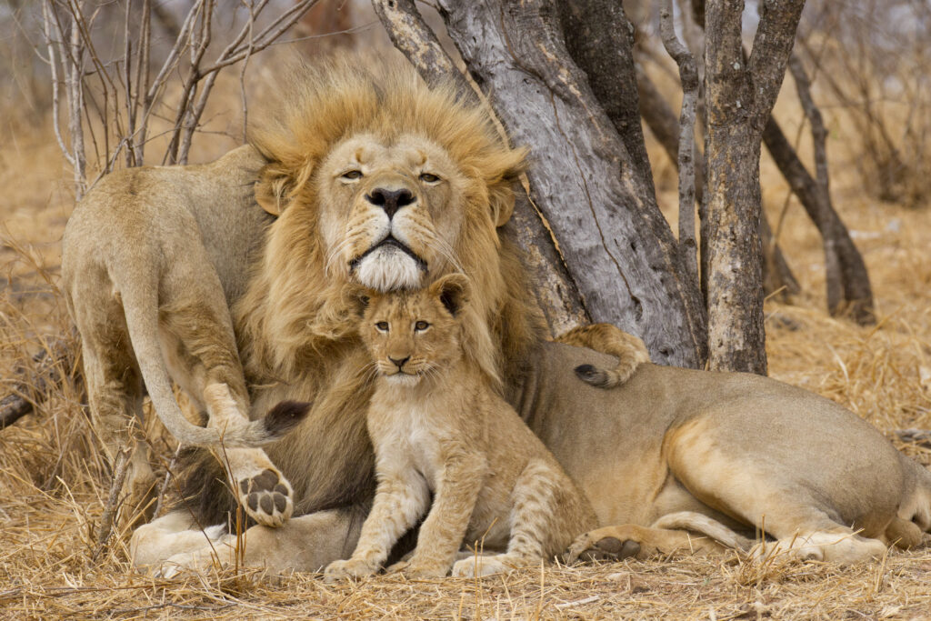 Close-up of a lion family in South Africa