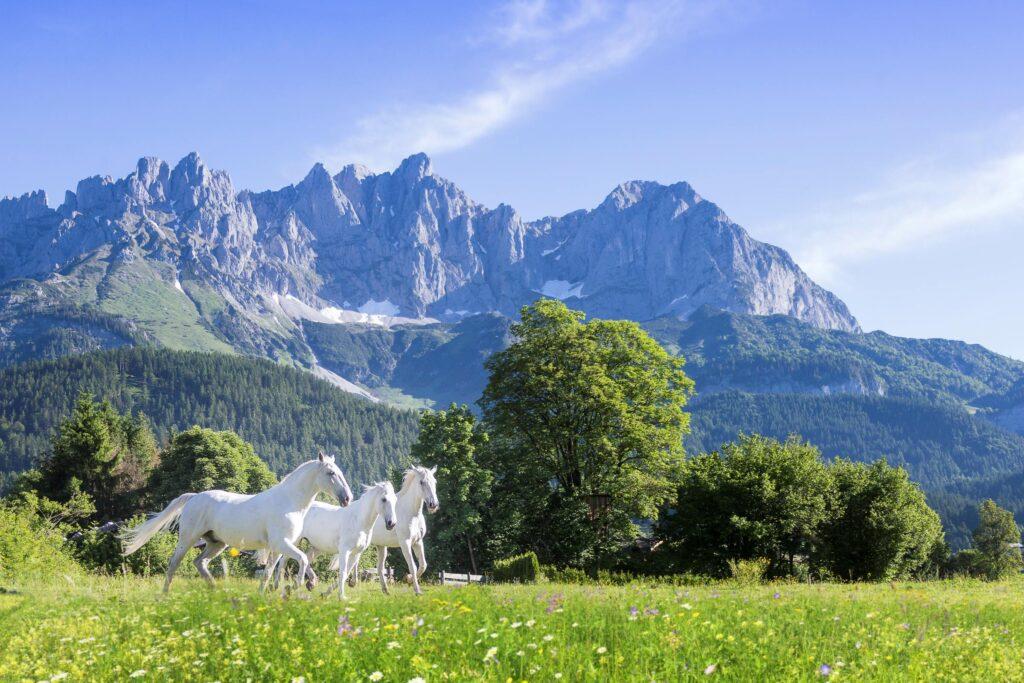 Lipizzaner horses against the backdrop of the Wilder Kaiser in Tyrol