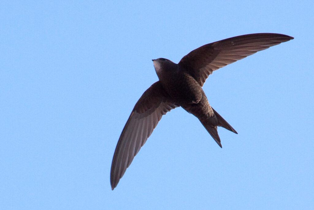 Slow Travel Bird Watching 