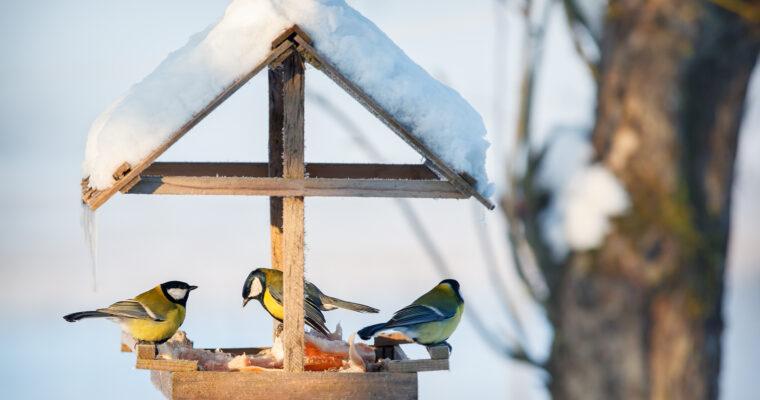 Feeding birds in the winter – yes or no?