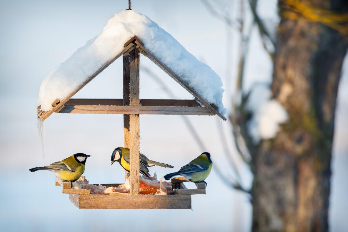 Feeding birds in the winter – yes or no?
