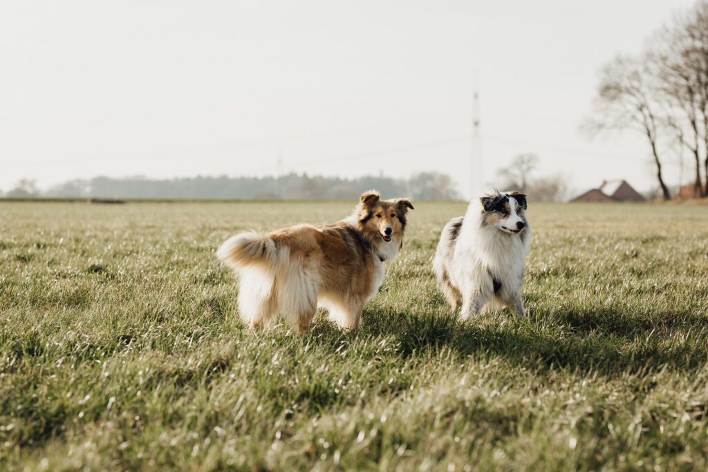 Dogs on the walk from Hotel Okelmann's