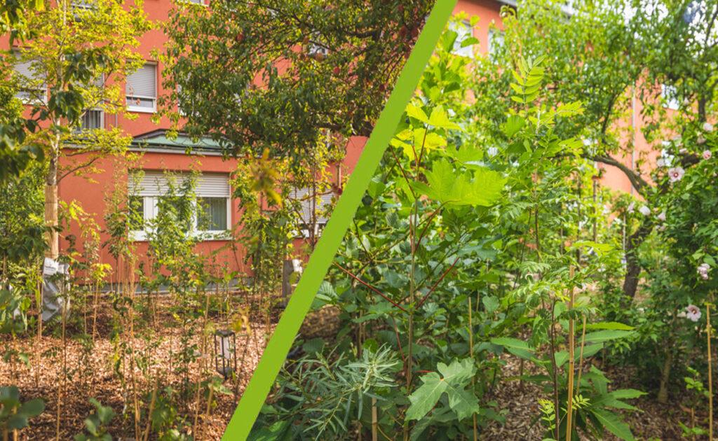 Mikrowald bei der Pflanzung und Jahre später
