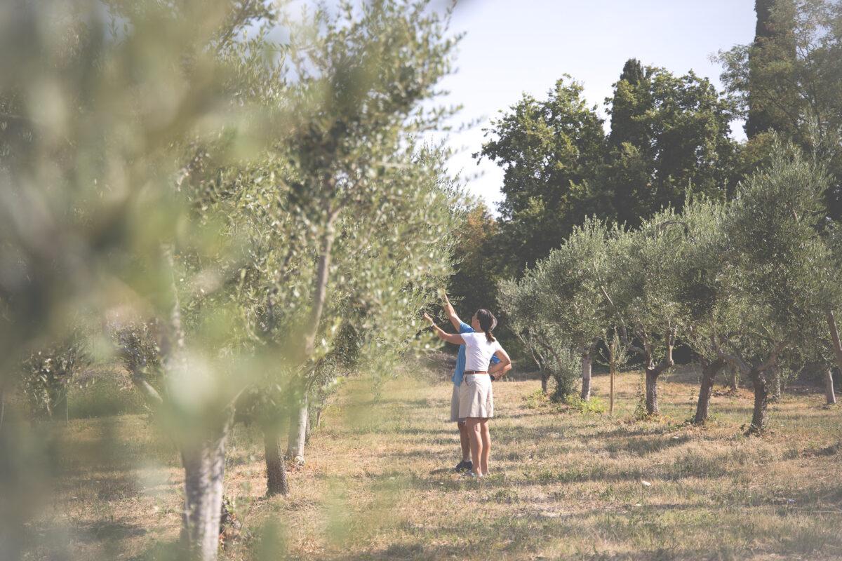 Two people picking apples on the farm of the My Arbor Hotel