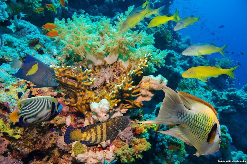 Eco-friendly sunscreen: what does sun protection have to do with corals?