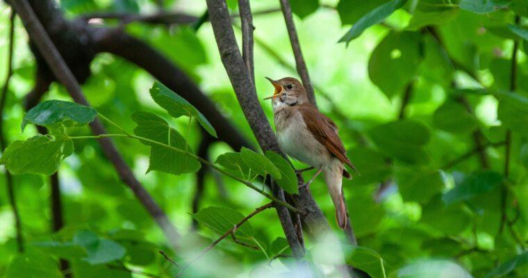 There is good news from England: Nightingales are returning