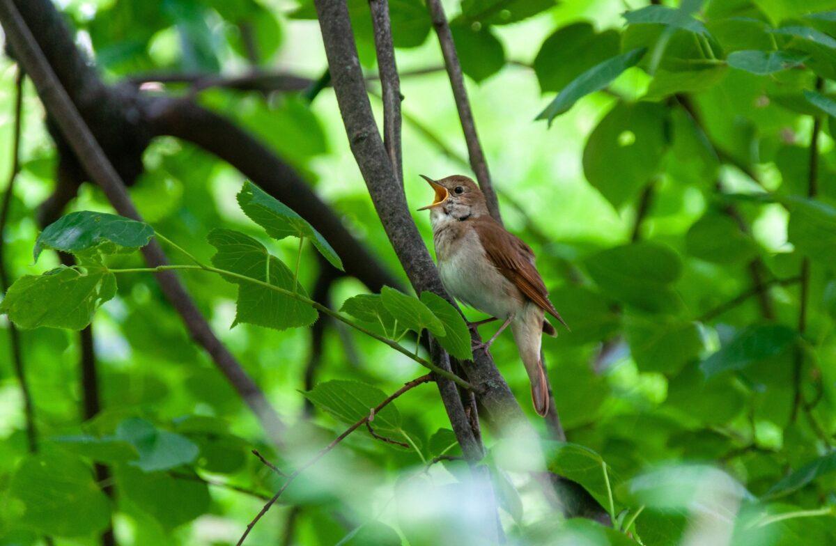 There is good news from England: Nightingales are returning