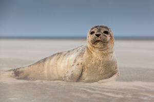 Robbe an der Ostsee, Naturschutz, Naturparks und Naturschutzgebiete
