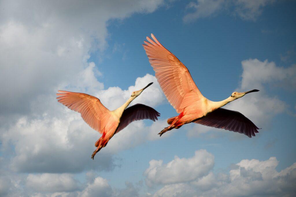 two flying flamingos