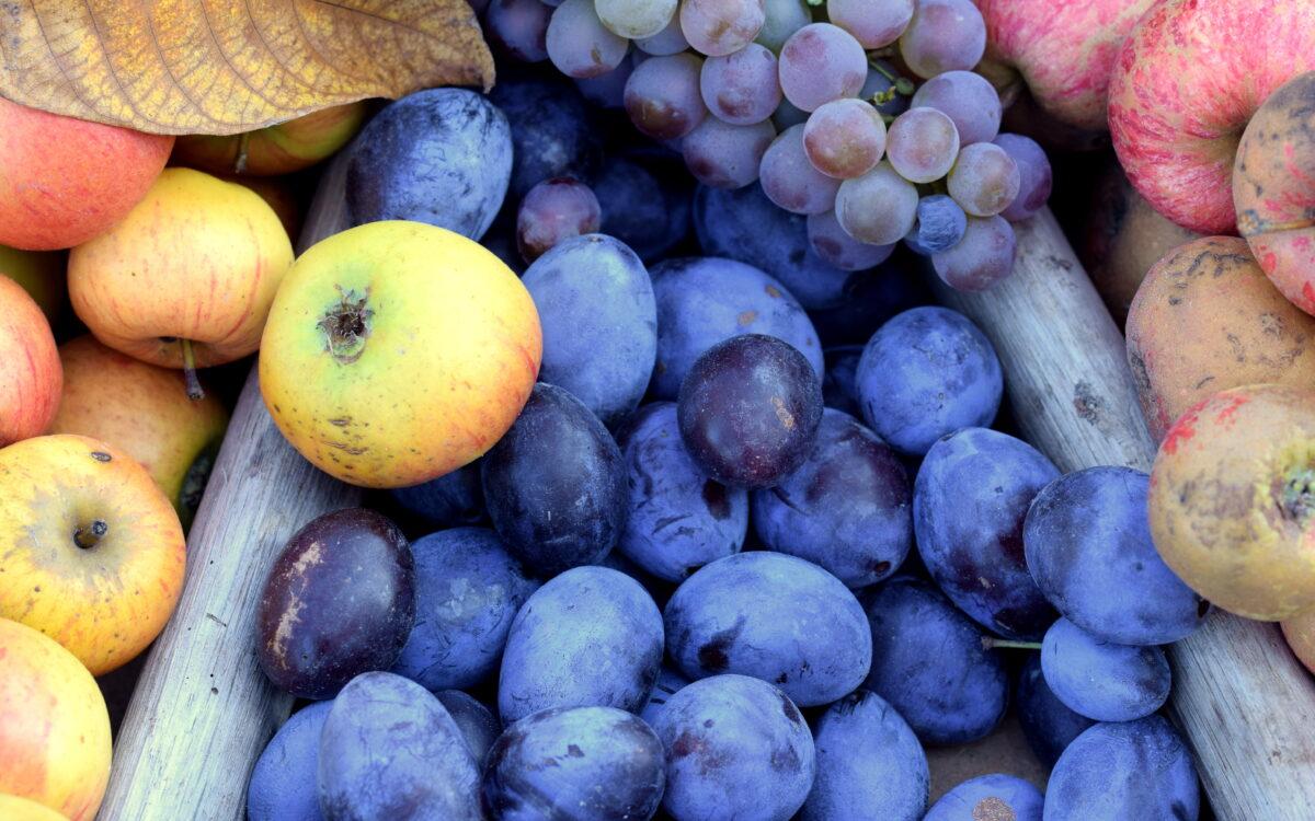 What is the difference between plum and damson?