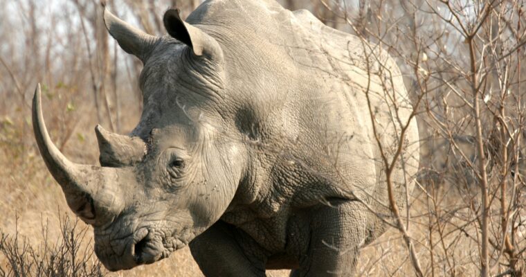 Volunteering with Wild Animals in South Africa – Just Symbolic Engagement or Real Conservation?
