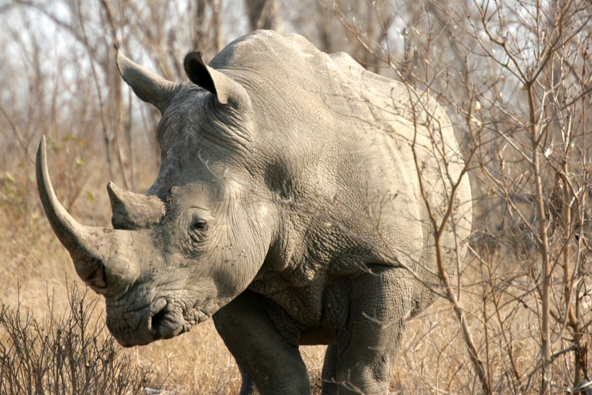 Volunteering with Wild Animals in South Africa – Just Symbolic Engagement or Real Conservation?