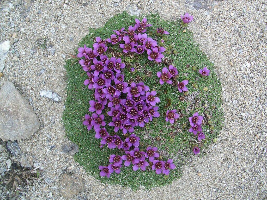 Rudolph's Redbush grows only in the Hohe Tauern National Park.