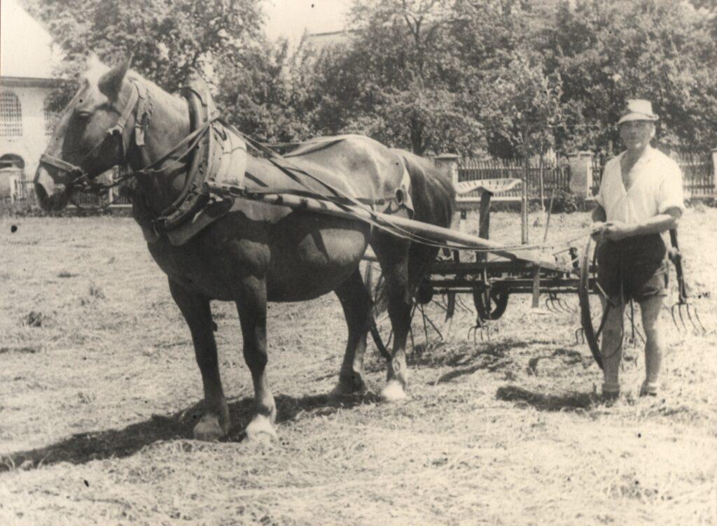 Historical image of horse breeding at Lerchenhof Castle