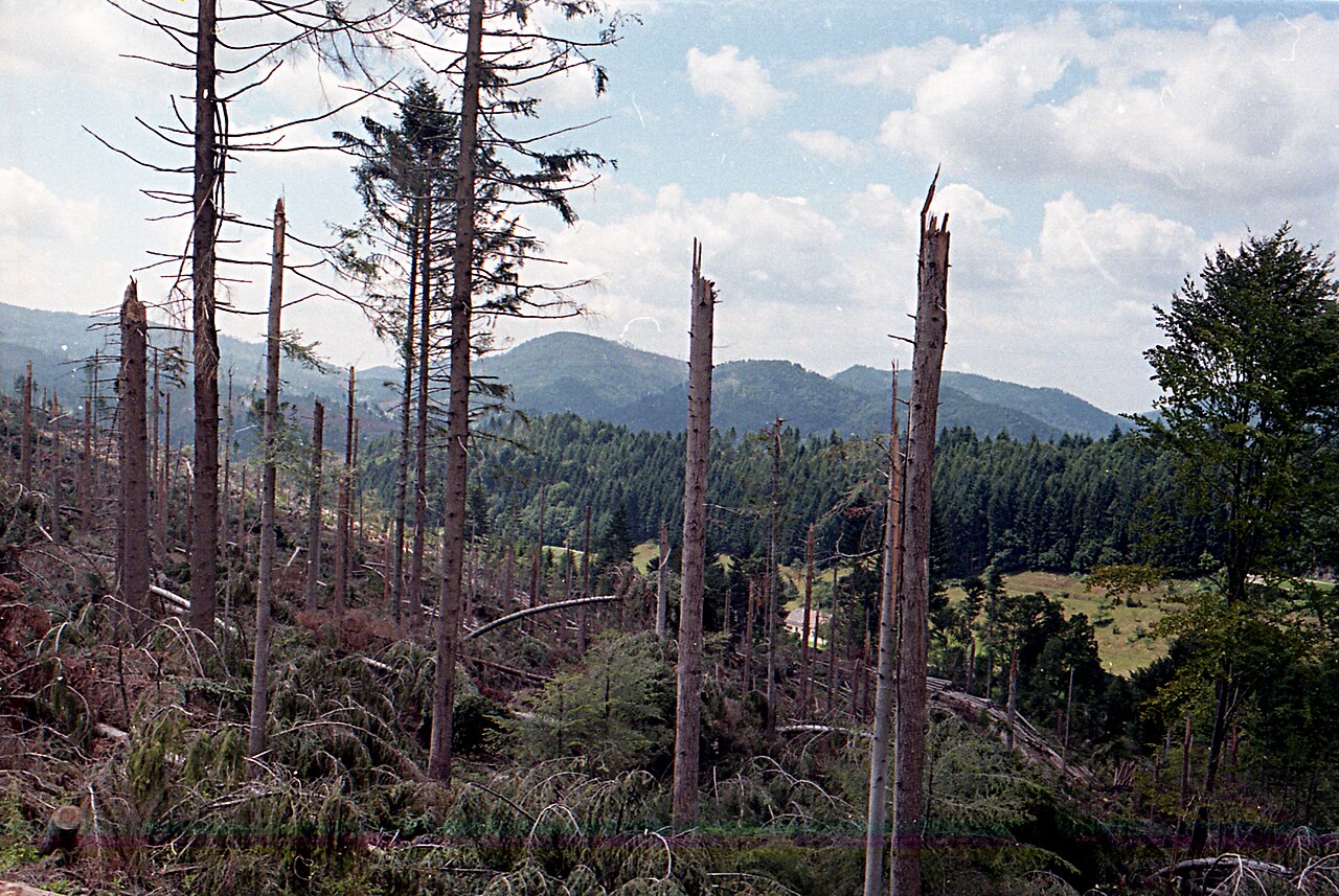 Black Forest after the hurricane with destroyed trees