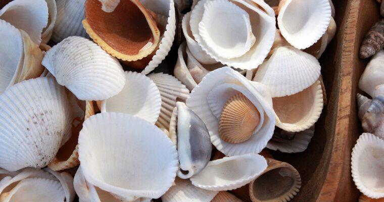Is sustainable construction possible with shells? The Current State of Research