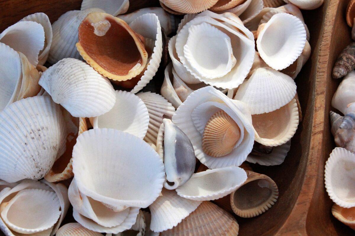 Is sustainable construction possible with shells? The Current State of Research