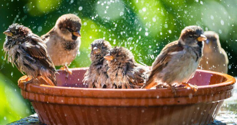 How can I make my garden more bird-friendly? Four Simple Tips