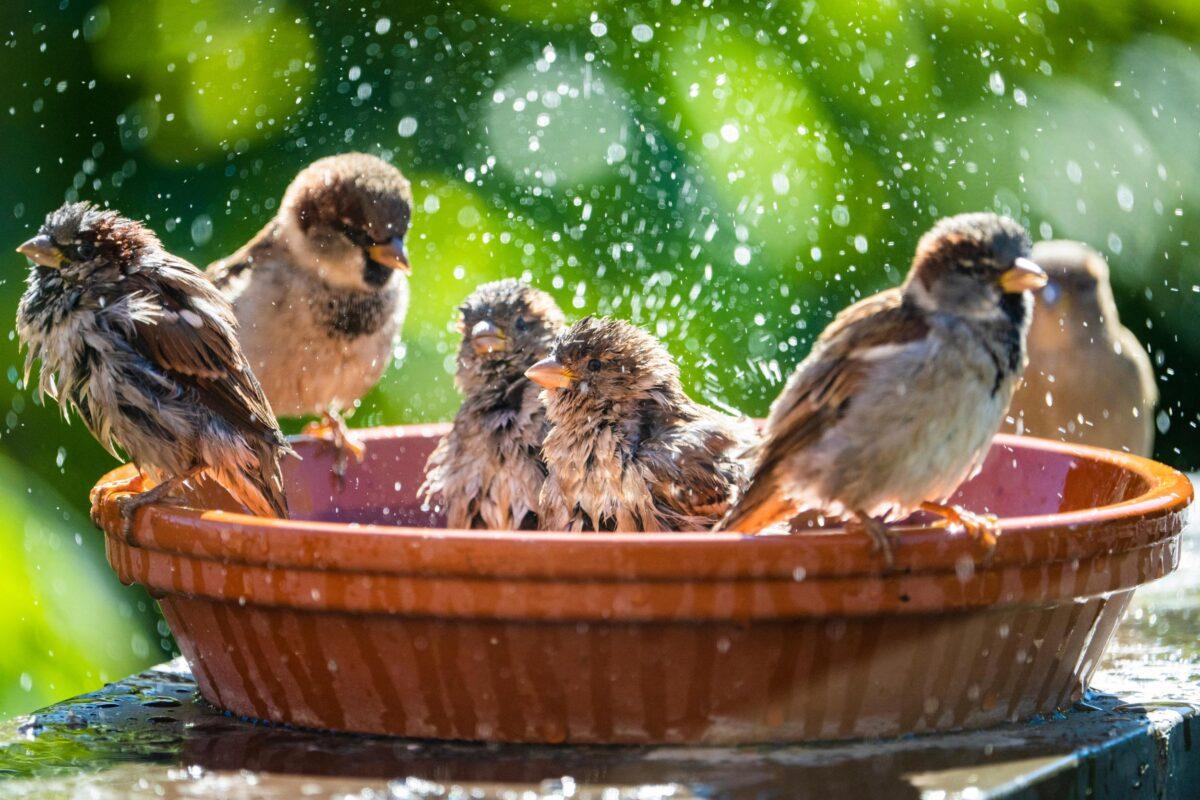 How can I make my garden more bird-friendly? Four Simple Tips