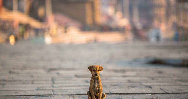 Animal friendly Travel – A Guide to Animal Welfare while Traveling around the World