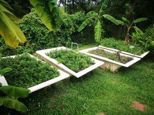 Tongsai Bay Organic Garden