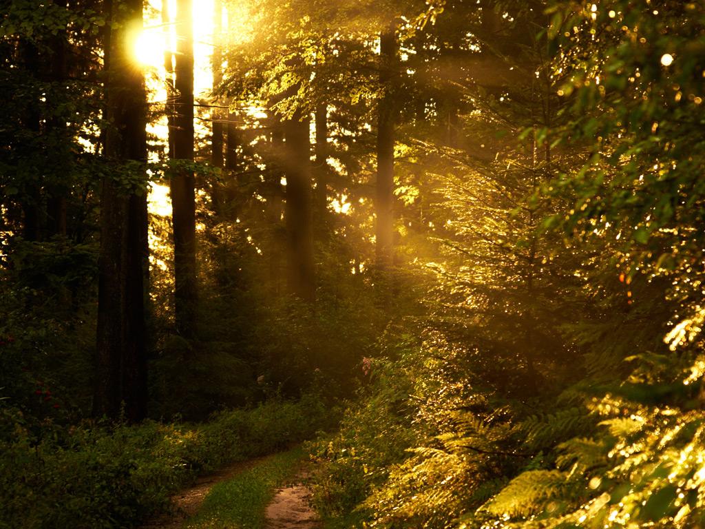 The Black Forest in a mystical mood