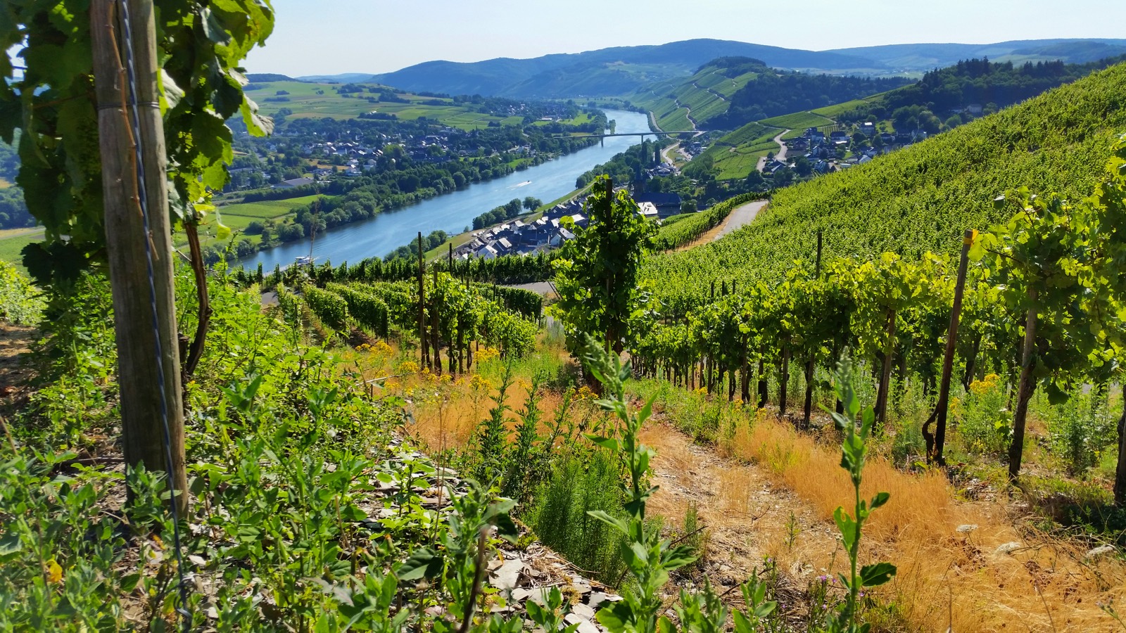 Mosel 