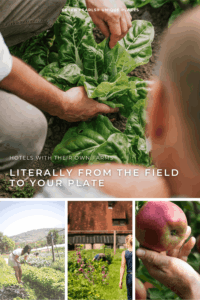 Hands are picking fresh leaves in a field, with three smaller images below showing a woman in a vegetable garden, a person in front of a farmhouse, and a hand holding an apple